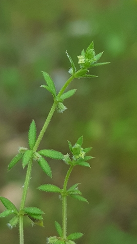 Image of Galium murale by (c) Bastien Alegot, some rights reserved (CC BY)