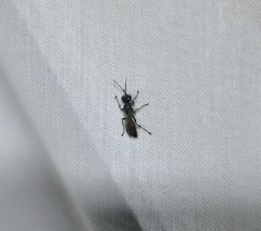 Lyroda