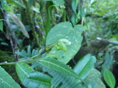 Burmeistera cylindrocarpa