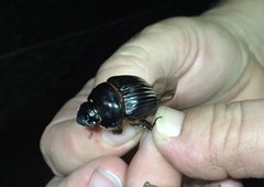 Dichotomius carolinus