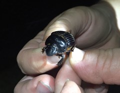 Dichotomius carolinus