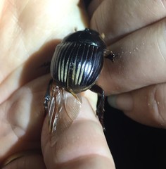 Dichotomius carolinus