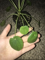 Pilea peperomioides