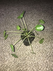 Pilea peperomioides