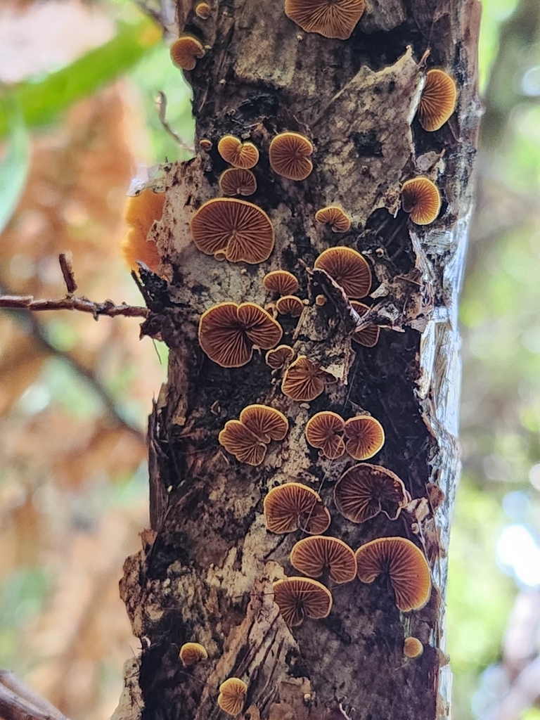 Crepidotus praecipuus · April 2025 · photo: © archie_tarn (iNaturalist, cc-by)