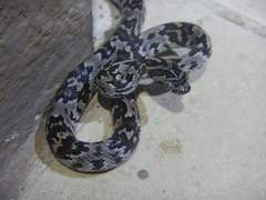 Trimorphodon quadruplex