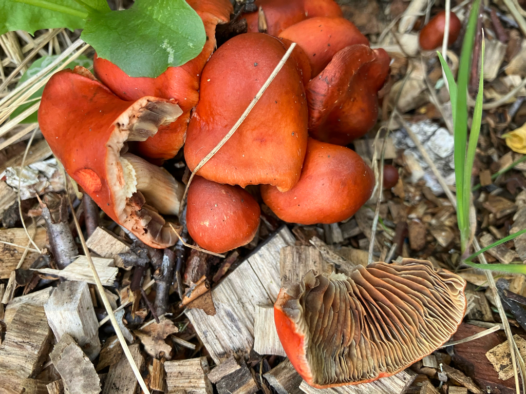 Leratiomyces ceres · April 2025 · photo: © bihnz (iNaturalist, cc-by)