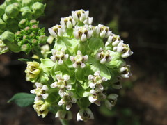 Asclepias similis