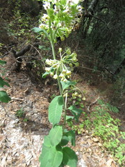 Asclepias similis