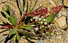 Rumex paucifolius