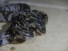 Trimorphodon quadruplex