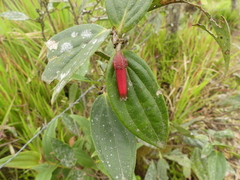Macleania recumbens