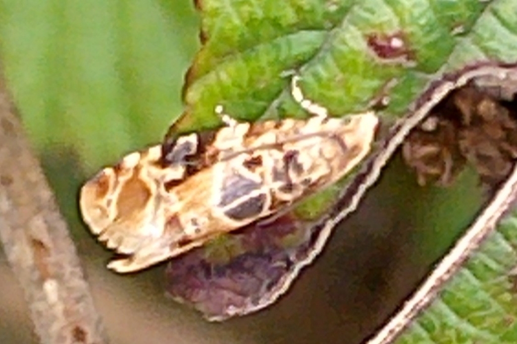Oak Marble