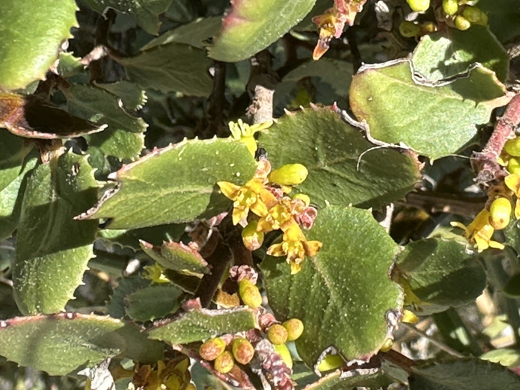 Rhamnus ludovici-salvatoris; photograph (c) prossington, some rights reserved (CC BY)