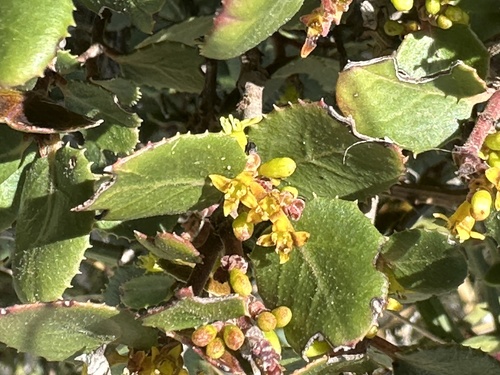 Rhamnus ludovici-salvatoris