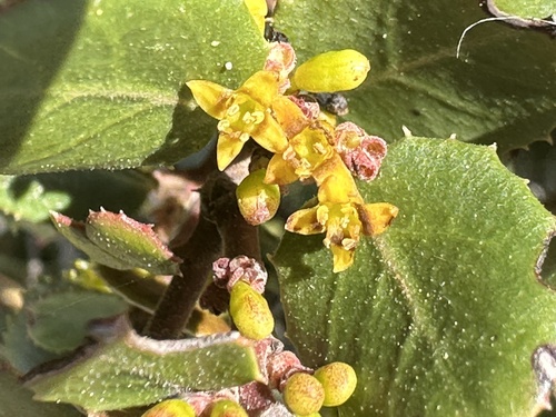 Rhamnus ludovici-salvatoris, photograph 1