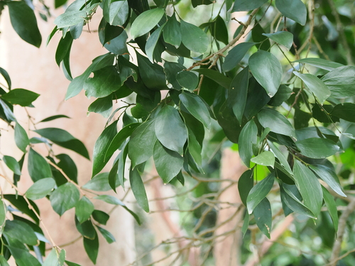 Image of Acacia bakeri by (c) Lucas Christofides, some rights reserved (CC BY)