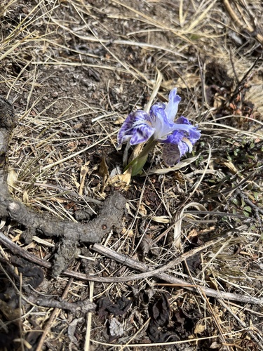 Kumaon iris (Iris kemaonensis)