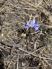 Iris kemaonensis, photograph author not stated, no rights reserved