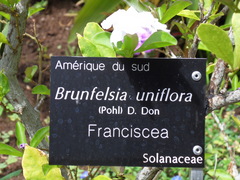 Brunfelsia uniflora