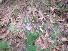 Stachys bigelovii
