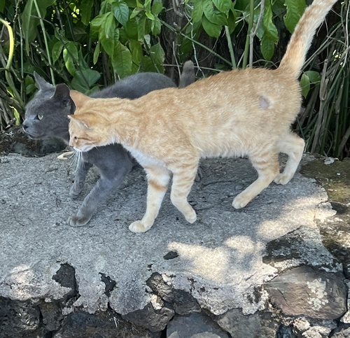 Felis catus observed 2025-04-15
