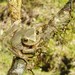 Gastrotheca splendens - Photo 由 Teresa Camacho-Badani 所上傳的 (c) Teresa Camacho-Badani，保留部份權利CC BY-NC