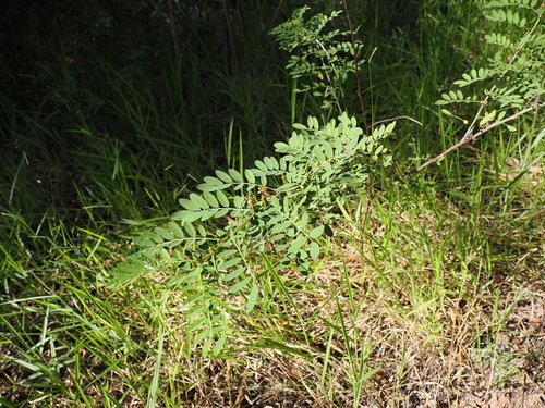 Image of Indigofera suffruticosa by (c) Lucas Christofides, some rights reserved (CC BY)