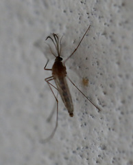 Culex pipiens