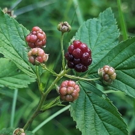 Missouri dewberry (Rubus missouricus)
