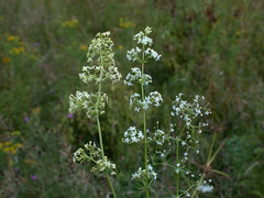 Galium × pomeranicum