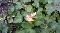 Aquilegia formosa