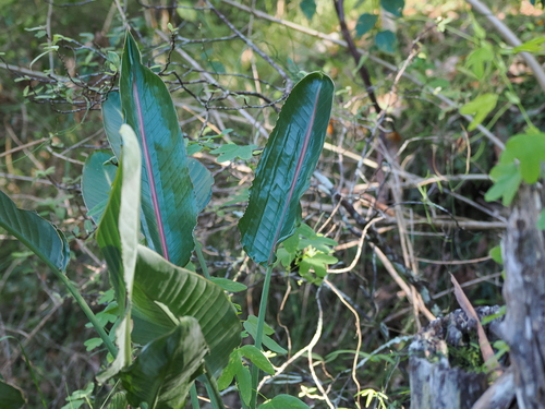 Strelitzia reginae