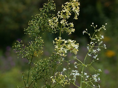 Galium × pomeranicum