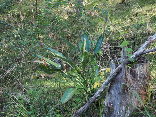 Strelitzia reginae
