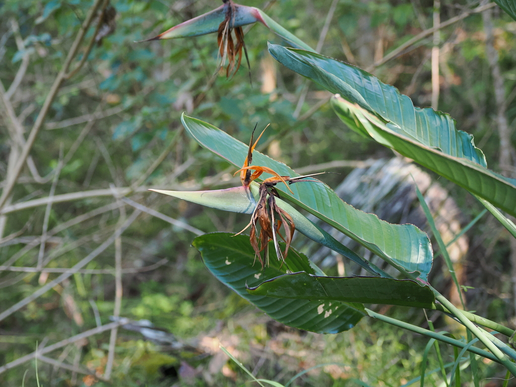 common bird-of-paradise flower