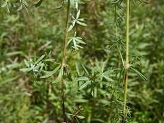 Galium × pomeranicum