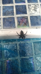 Paraphidippus aurantius