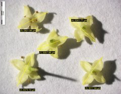 Galium × pomeranicum