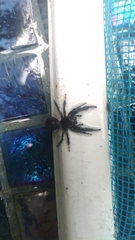 Paraphidippus aurantius