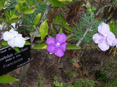Brunfelsia uniflora