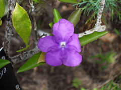 Brunfelsia uniflora