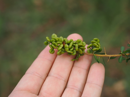 Bursaria spinosa (Bursaria spinosa)