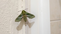 Proserpinus terlooii