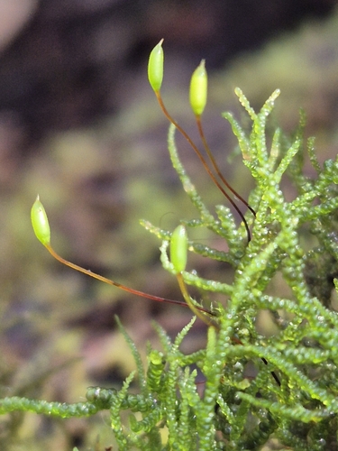 Camptochaete excavata, 2025-04-15