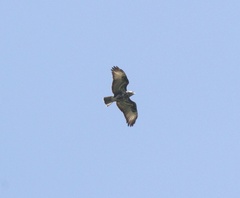 Buteo oreophilus