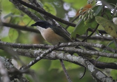 Telophorus nigrifrons