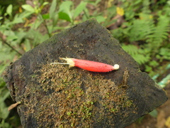 Columnea byrsina