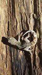 Phyllodactylus tuberculosus