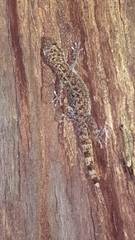 Phyllodactylus tuberculosus